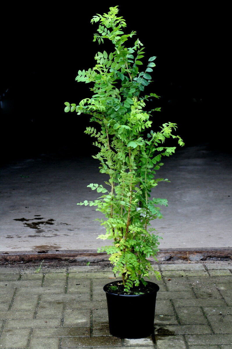 saatgut demeter PRIMOZA Bio*-Saatgut