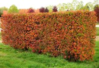 Pflaumenblättriger Weißdorn - Crataegus...