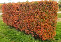 Pflaumenblättriger Weißdorn - Crataegus...