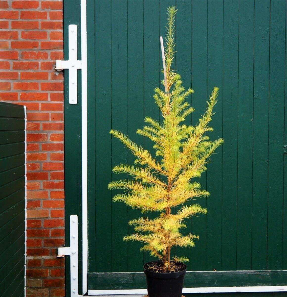 efeutute gold Epipremnum pinnatum 
