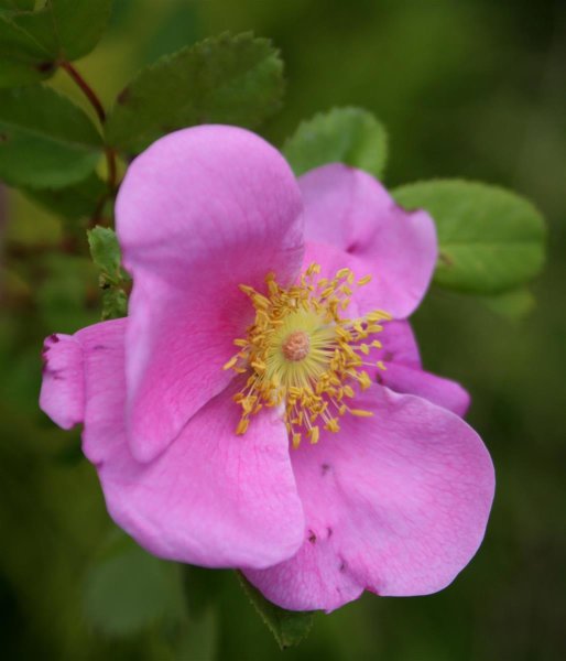 Carolinarose - Wiesenrose - Rosa carolina 50-80 cm, 2 jährig verschulter Sämling, wurzelnackt