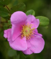 Rosa carolina - Carolinenrose - Wiesenrose 70-90 cm,...