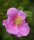 Rosa carolina - Carolinenrose - Wiesenrose 60-100 cm, verpflanzter Strauch, ab 3 Trieben, wurzelnackt