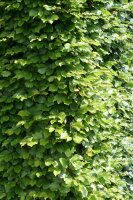 Rotbuche - Fagus sylvatica 80-120 cm, 3 jährig verschulter Sämling, wurzelnackt
