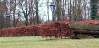 Rotbuche - Fagus sylvatica 80-100 cm, leichter Heister, 1 x verpflanzt, wurzelnackt