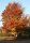 Rotbuche - Fagus sylvatica 80-100 cm, leichter Heister, 1 x verpflanzt, wurzelnackt