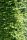 Rotbuche - Fagus sylvatica 80-100 cm, leichter Heister, 1 x verpflanzt, wurzelnackt