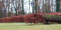 Fagus sylvatica - Rotbuche 80-100 cm, Heister im 5 Liter Container