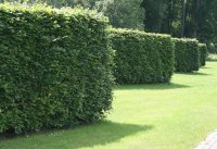Fagus sylvatica - Rotbuche 100-125 cm Heister im 5 Liter...