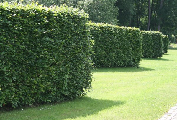 Rotbuche - Fagus sylvatica 150-175 cm, verpflanzter Heister ab 6 cm Umfang, mit Ballen