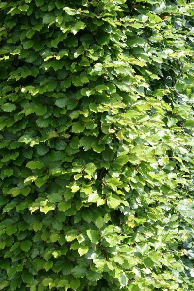 ohrringe kaktus Kaktus Ohrstecker Edelstahl – besondere kleine Ohrringe – walnutandcherry main image 1