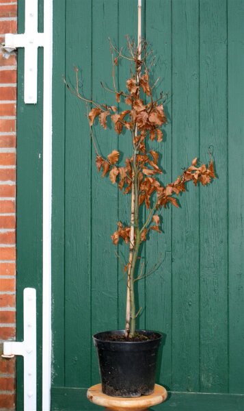 Rotbuche - Fagus sylvatica 150-175 cm, verpflanzter Heister ab 6 cm U,  55,00