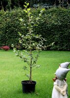 Rotbuche - Fagus sylvatica 150-175 cm, verpflanzter Heister ab 6 cm Umfang, mit Ballen