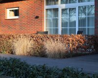 Rotbuche - Fagus sylvatica 150-175 cm, verpflanzter Heister ab 6 cm Umfang, mit Ballen