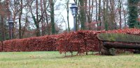 Rotbuche - Fagus sylvatica 150-175 cm, verpflanzter Heister ab 6 cm Umfang, mit Ballen