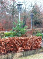 Rotbuche - Fagus sylvatica 150-175 cm, verpflanzter Heister ab 6 cm Umfang, mit Ballen