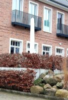 Rotbuche - Fagus sylvatica 150-175 cm, verpflanzter Heister ab 6 cm Umfang, mit Ballen