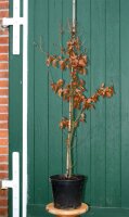 Rotbuche - Fagus sylvatica 150-175 cm, verpflanzter Heister ab 6 cm Umfang, mit Ballen