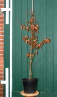 Rotbuche - Fagus sylvatica 150-175 cm, verpflanzter Heister ab 6 cm Umfang, mit Ballen