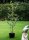 Rotbuche - Fagus sylvatica 150-175 cm, verpflanzter Heister ab 6 cm Umfang, mit Ballen