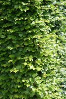 Rotbuche - Fagus sylvatica 150-175 cm Heister im 10 Liter Container