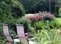 Wasserdost Riesenschirm - Eupatorium fistulosum