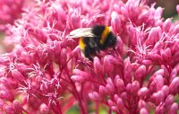 Wasserdost Riesenschirm - Eupatorium fistulosum