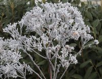 Wasserdost Riesenschirm - Eupatorium fistulosum
