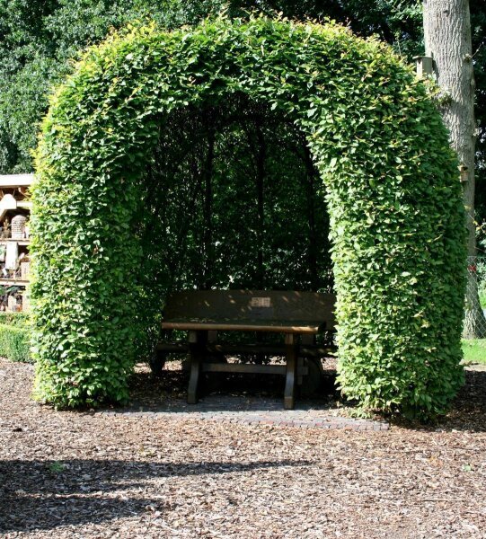 Hainbuche Weißbuche - Carpinus betulus 100-125 cm, leichter Heister, 1 x verpflanzt, wurzelnackt