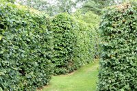Hainbuche Weißbuche - Carpinus betulus 100-125 cm, leichter Heister, 1 x verpflanzt, wurzelnackt