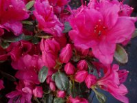 Japanische Azalee Canzonetta Rhododendron obtusum
