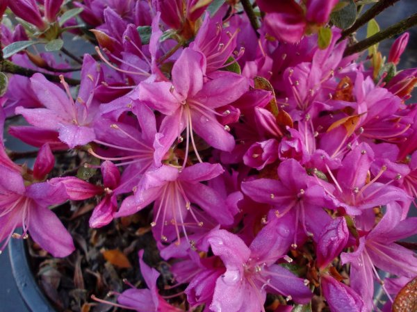 Rhododendron obtusumHatsugiri - Japanische Azalee
