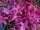 Japanische Azalee Hatsugiri Rhododendron obtusum