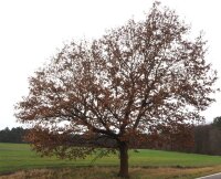 Deutsche Eiche - Quercus robur 50-80 cm, 3 jährig...