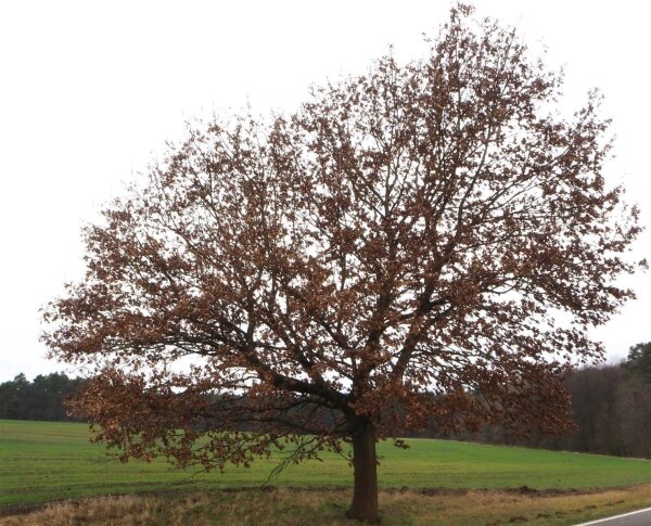 Deutsche Eiche - Quercus robur  80-100 cm, leichter Heister, 1 x verpflanzt, wurzelnackt