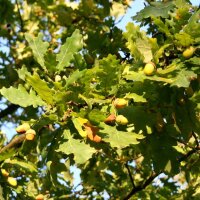 Deutsche Eiche - Quercus robur  80-100 cm, leichter Heister, 1 x verpflanzt, wurzelnackt