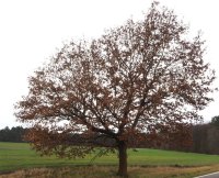 Deutsche Eiche - Quercus robur  80-100 cm, leichter...