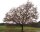 Deutsche Eiche - Quercus robur  80-100 cm, leichter Heister, 1 x verpflanzt, wurzelnackt