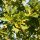 Deutsche Eiche - Quercus robur  80-100 cm, leichter Heister, 1 x verpflanzt, wurzelnackt