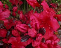 Rhododendron obtusum Johanna  - Japanische Azalee