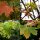 Spitzahorn - Acer platanoides 125-150 cm, Heister im 7,5 Liter Container