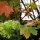 Spitzahorn - Acer platanoides 200-250 cm, verpflanzter Heister ab 6 cm Umfang, mit Ballen