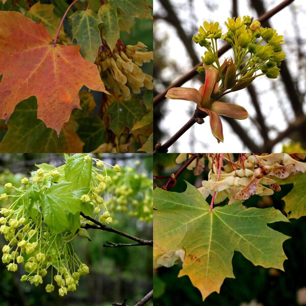 Spitzahorn - Acer platanoides Hochstamm, Stammumfang 12-14 cm, 3x verpflanzt mit Drahtballen