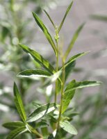 Korbweide - Hanfweide - Flechtweide - Salix viminalis 120-150 cm, 1 jährig bewurzeltes Steckholz, wurzelnackt