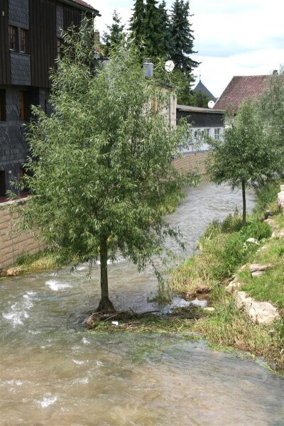 Korbweide - Hanfweide - Flechtweide - Salix viminalis 70-90 cm, leichter Strauch ab 2 Triebe, wurzelnackt