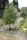 Korbweide - Hanfweide - Flechtweide - Salix viminalis 70-90 cm, leichter Strauch ab 2 Triebe, wurzelnackt
