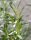 Korbweide - Hanfweide - Flechtweide - Salix viminalis 60-100 cm, verpflanzter Strauch, ab 4 Triebe, wurzelnackt