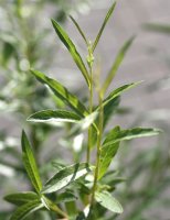Korbweide - Hanfweide - Flechtweide - Salix viminalis 100-150 cm, verpflanzter Strauch, ab 4 Triebe, wurzelnackt