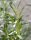 Korbweide - Hanfweide - Flechtweide - Salix viminalis 100-150 cm, verpflanzter Strauch, ab 4 Triebe, wurzelnackt