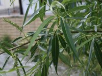 Korbweide - Hanfweide - Flechtweide - Salix viminalis 60-100 cm, Strauch im 3 Liter Container